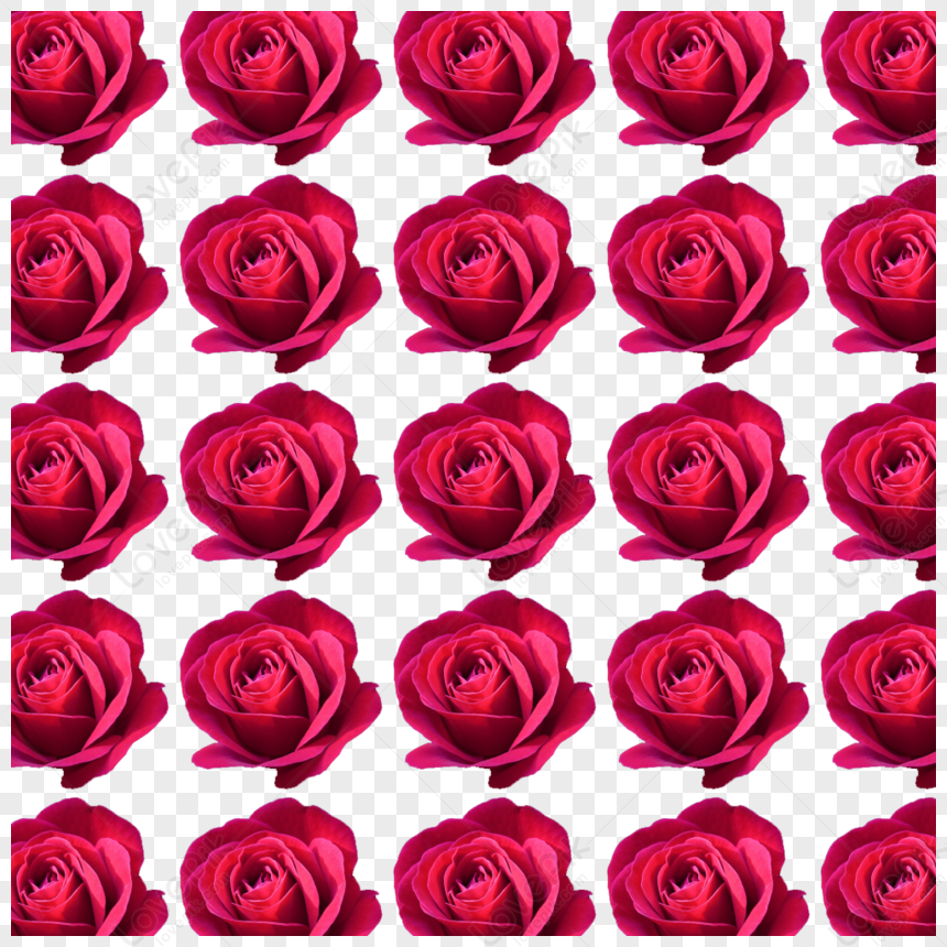 Rose Background Images, HD Pictures For Free Vectors & PSD Download -  