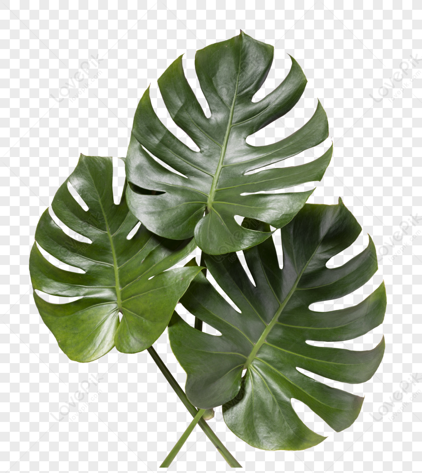 Turtle Leaf, Dark Gray, Leaves Monstera, Leaves Transparent PNG ...