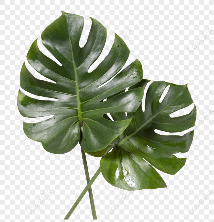 Turtle Leaf, Fern Leaf, Green Leaf, Green Leaves PNG White Transparent ...