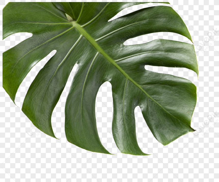 Turtle Leaf, Leaves Monstera, Leaf Mockup, Monstera Deliciosa PNG Image ...