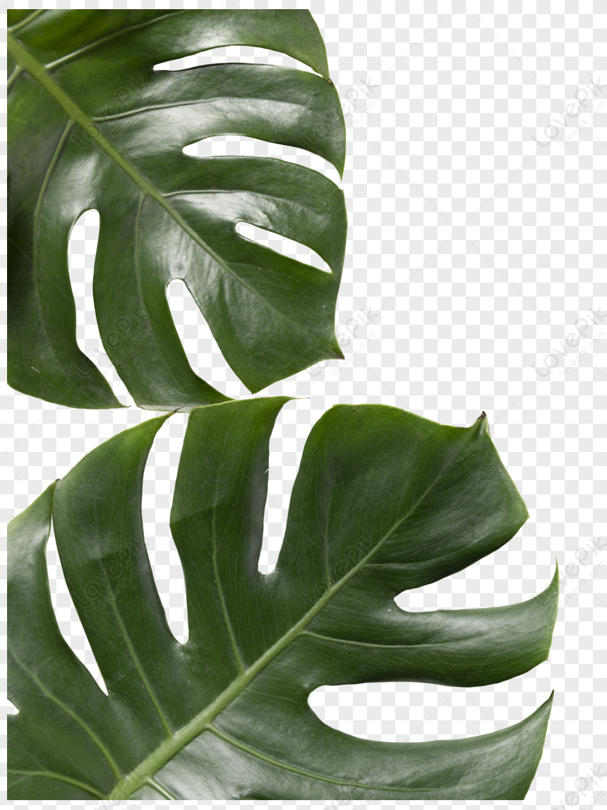 Turtle Leaf, Green Leaf, Leaf Tropical, Dark Gray PNG Transparent ...