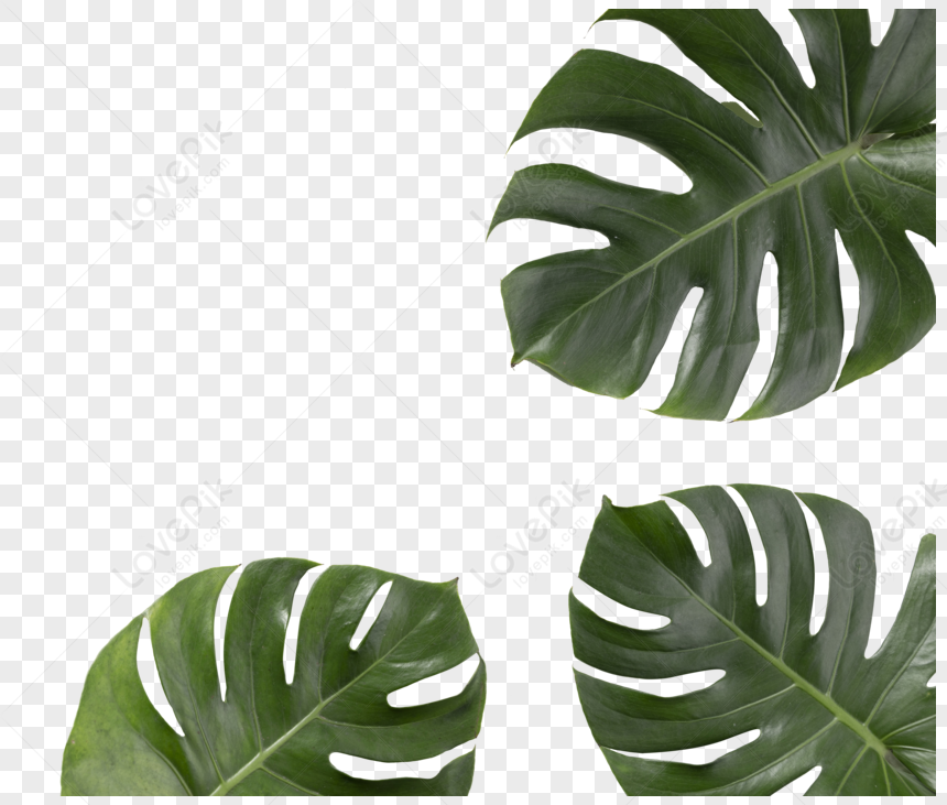 Turtle Leaf PNG Free Download And Clipart Image For Free Download ...