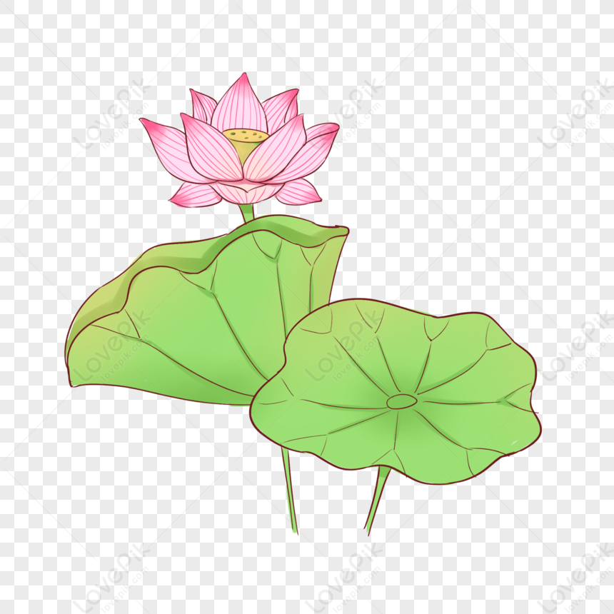 Fresh Chinese Style Lotus Flower Illustration, Green Lotus, Flower ...