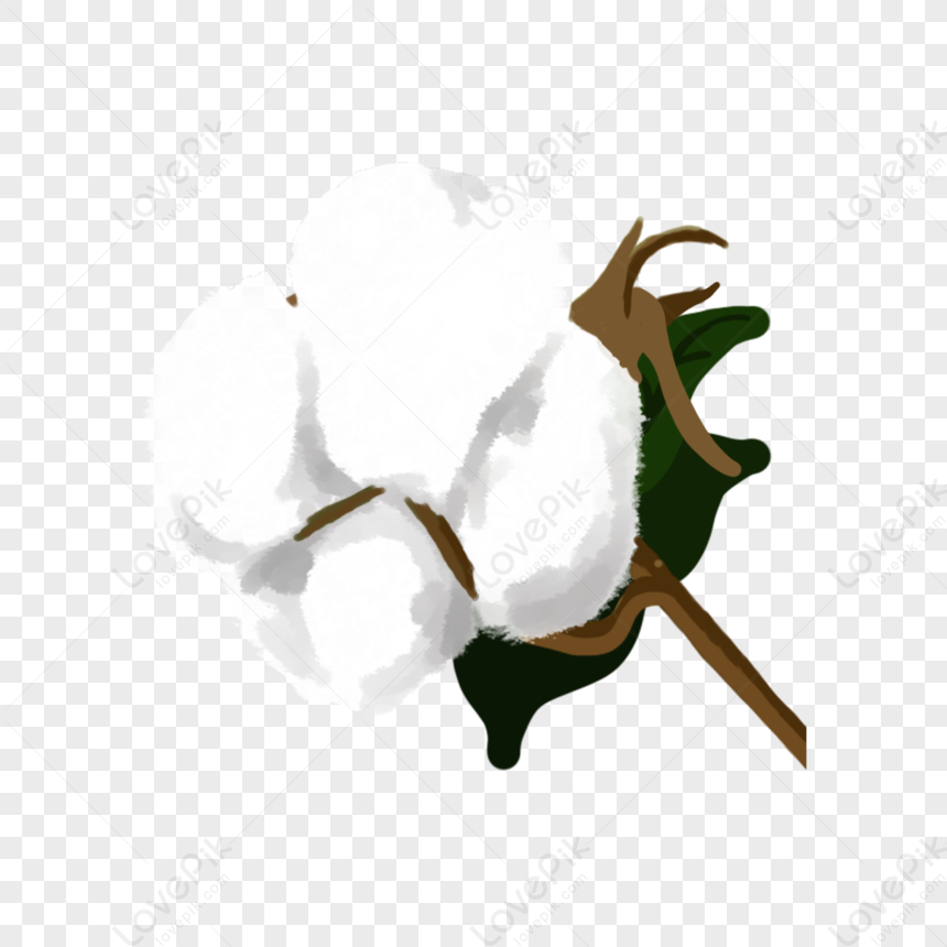 Cartoon Hand-painted Seed Fiber White Cotton, Cotton Flower, Brown ...