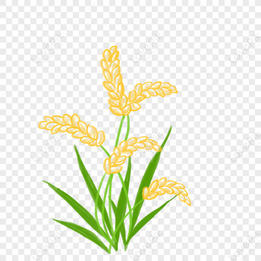 Crayon Cartoon Rice Png, Rice Vector, Rice Yellow, Rice White PNG ...