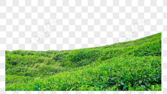 Tea Garden PNG Images With Transparent Background | Free Download On Lovepik