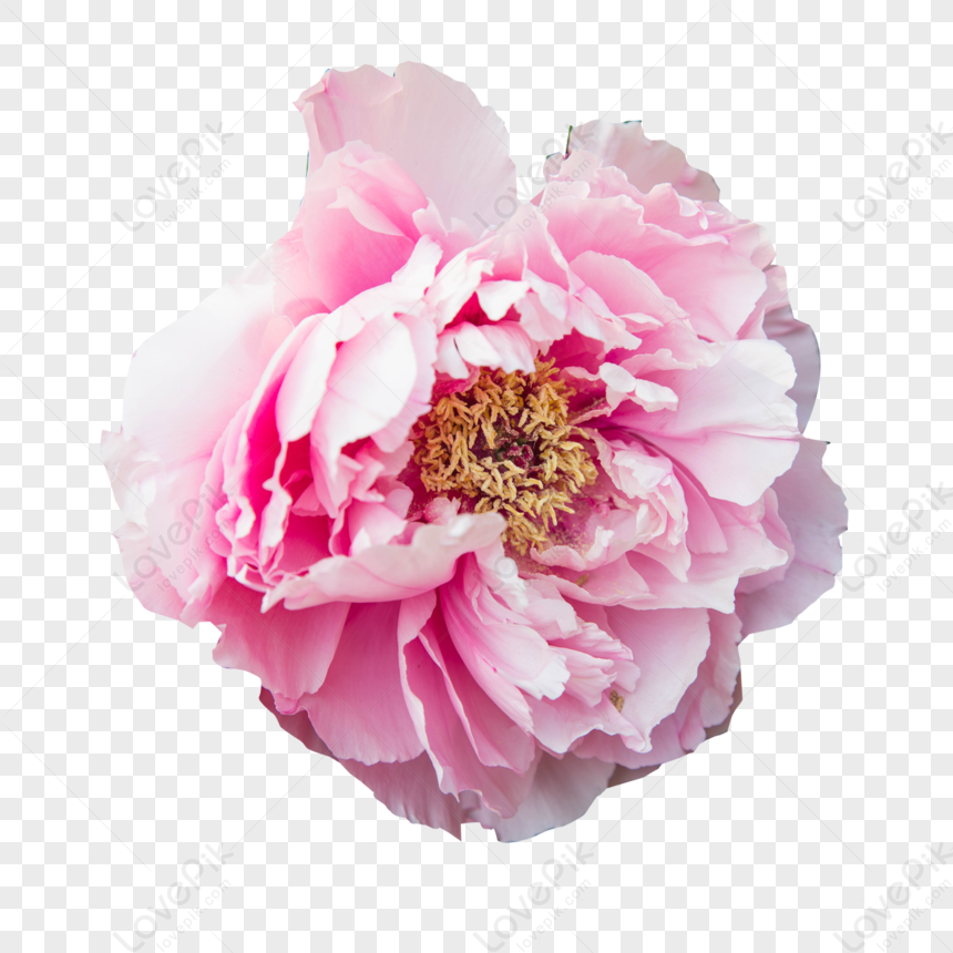 Peony Flower PNG Free Download And Clipart Image For Free Download -  Lovepik | 401238093