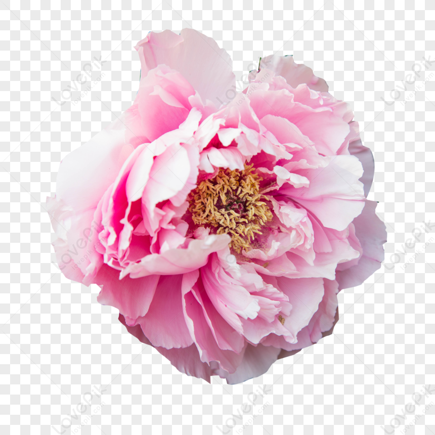 Flor De Peonía PNG Imágenes Gratis - Lovepik