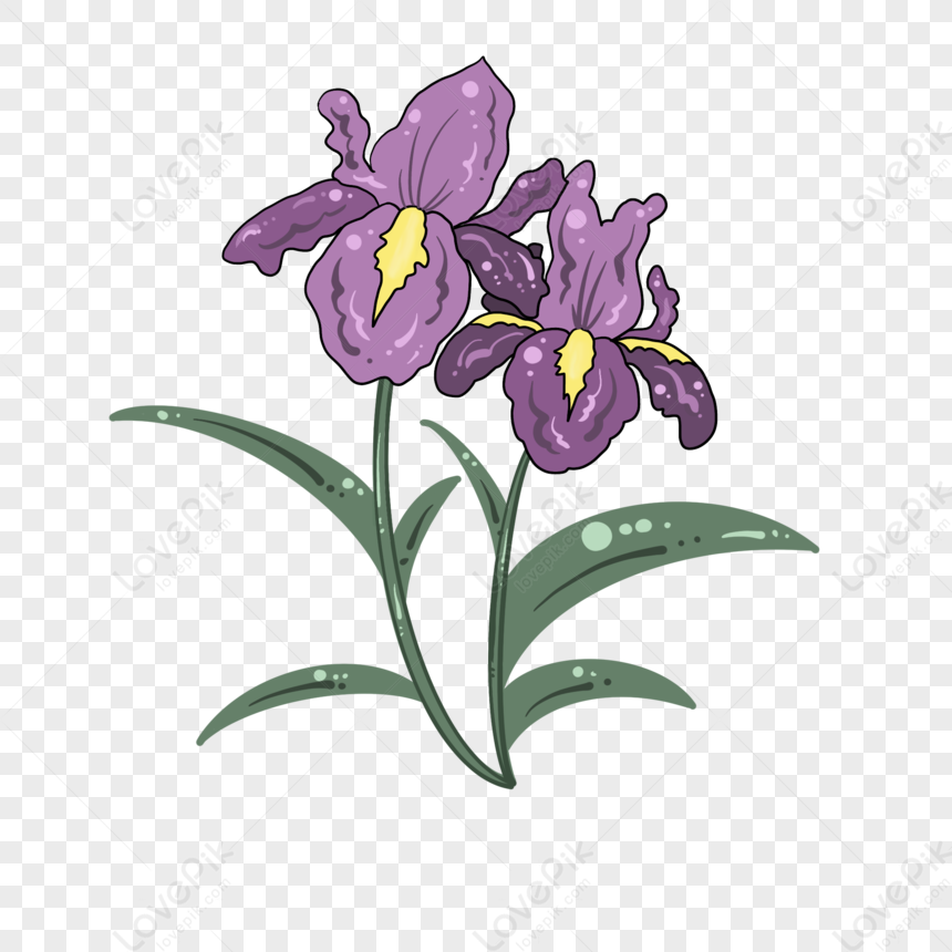 Flor De Iris Dibujada Mano Púrpura PNG Imágenes Gratis - Lovepik