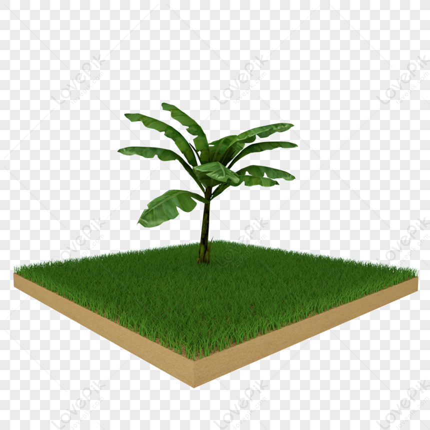 árboles de plátano png