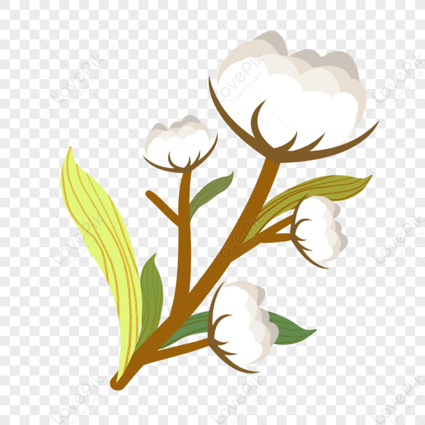 Cotton, Flower Plant, Cotton Plant, Cotton Flower PNG Transparent Image ...