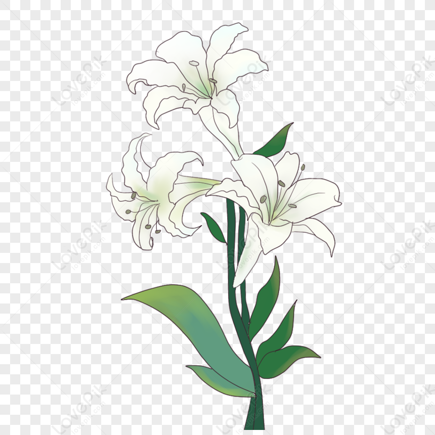 Orquidea Blanca PNG Imágenes Gratis - Lovepik