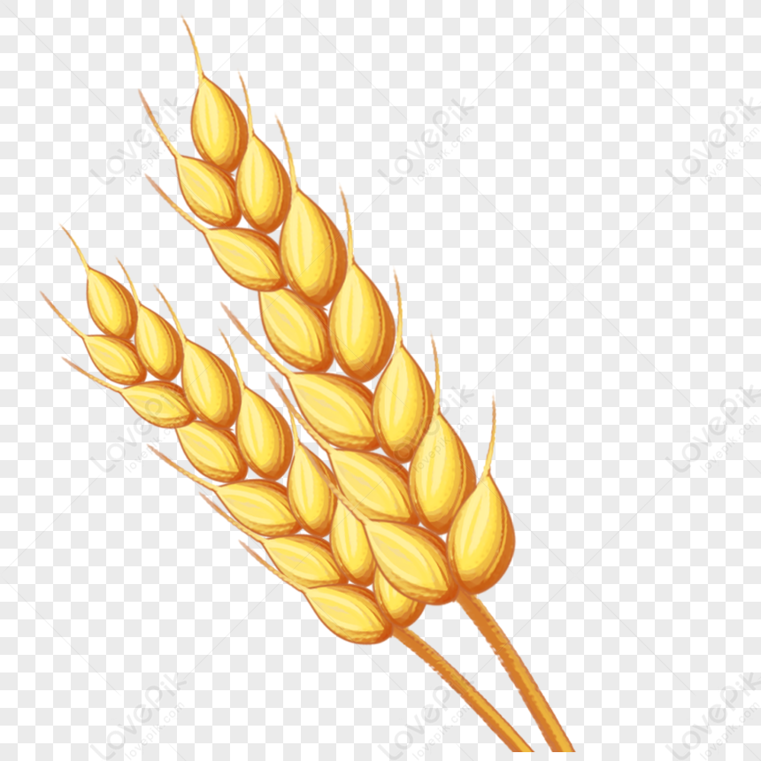 Golden Wheat PNG Transparent Background And Clipart Image For Free Download  - Lovepik | 401288860