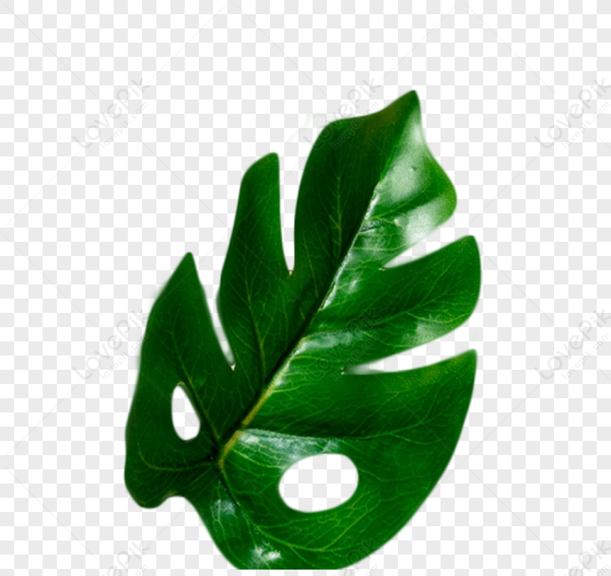 Green Leaf Free PNG And Clipart Image For Free Download - Lovepik ...