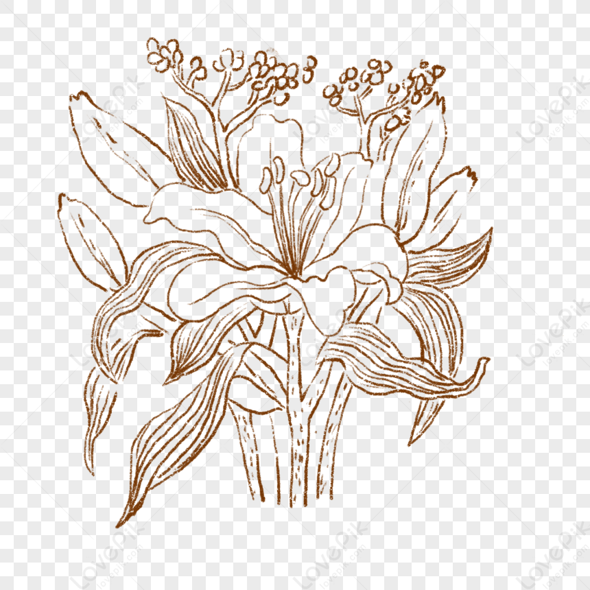 Lily, Decorative White, Decorative Flowers, Light White PNG Image And ...