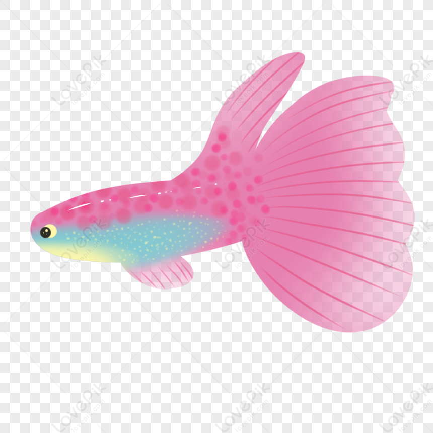 Pink Tropical Fish, Chinese Pink, Dark Pink, Light Pink PNG