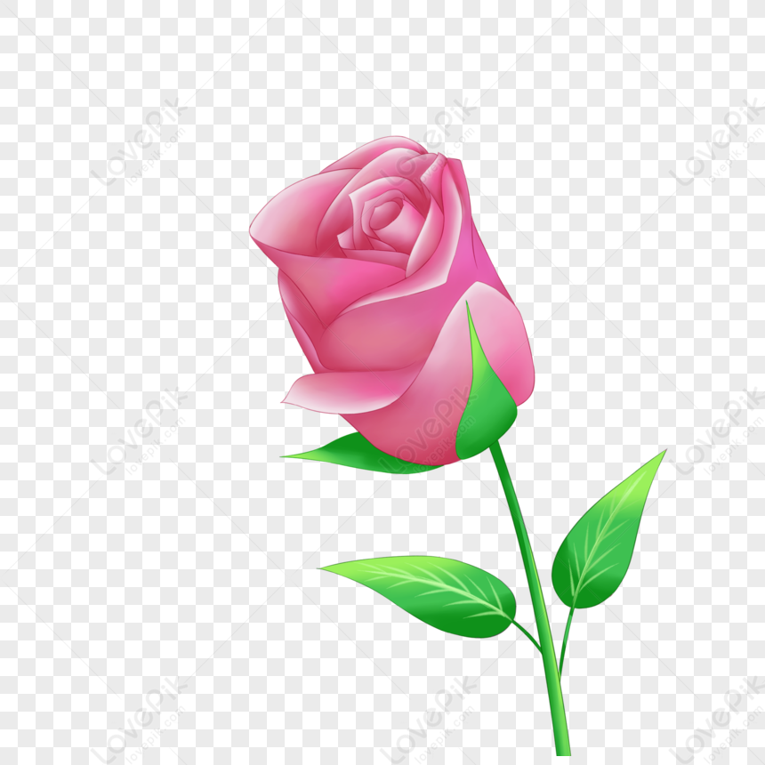 Valentines Day Pink Rose Free Png And Clipart Image For Free Download -  Lovepik | 401293379