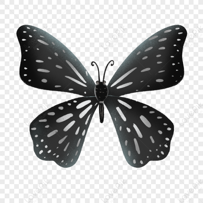 Бабочка черный глянец. Бабочки картинки. Бабочка картинка для детей на прозрачном фоне.