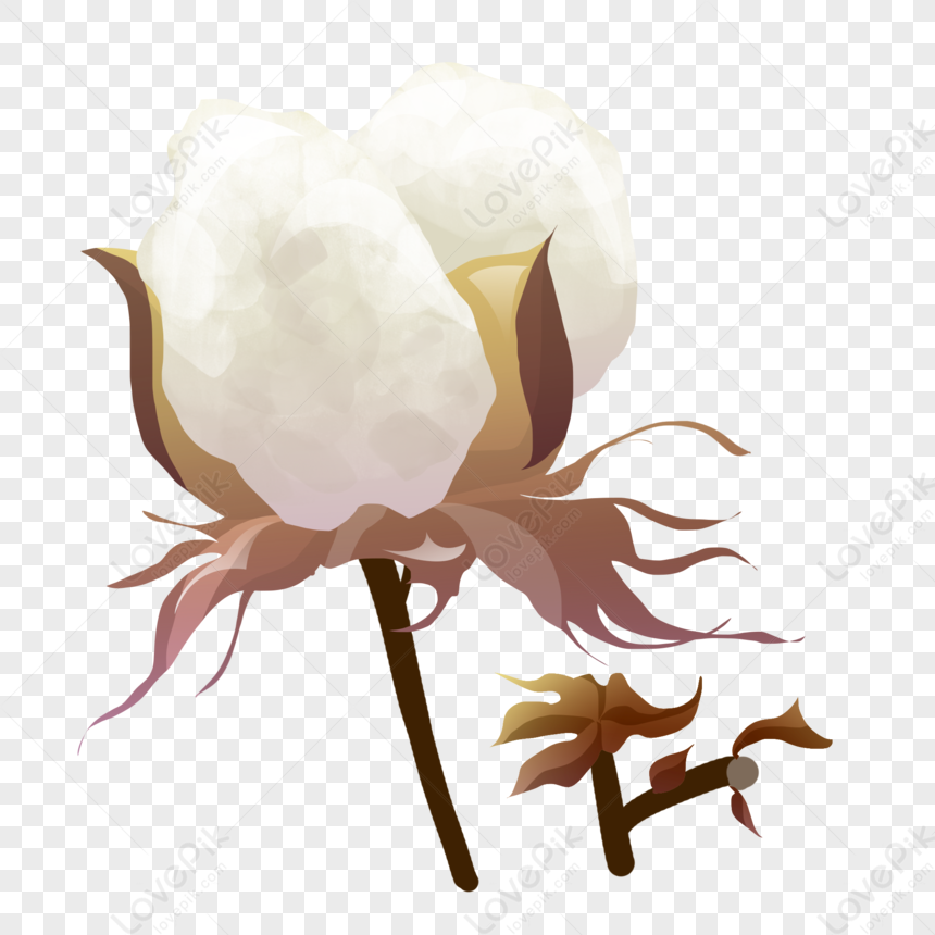 Cotton, Cotton Flower, Cotton Illustration, Flower Light PNG Hd ...