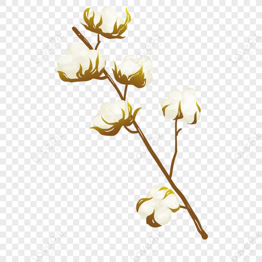 Cotton, Cotton Flower, Brown Flower, Flower White PNG Transparent ...