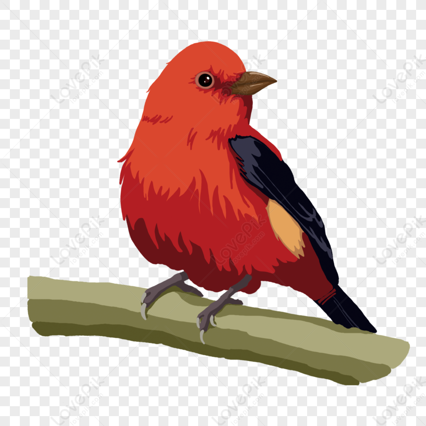 Hand Drawn Red Cute Bird Animal Elements PNG Transparent And Clipart ...