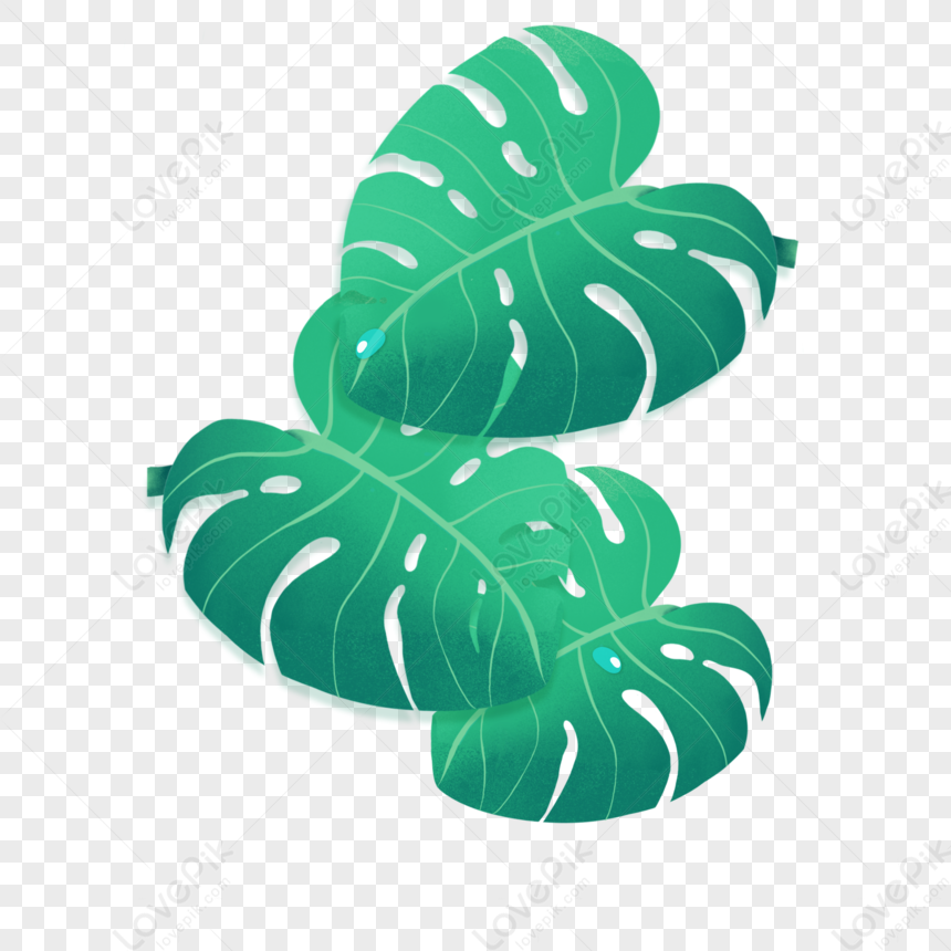 Monstera, Green Leaf, Leaves Monstera, Cartoon Monster PNG Free ...