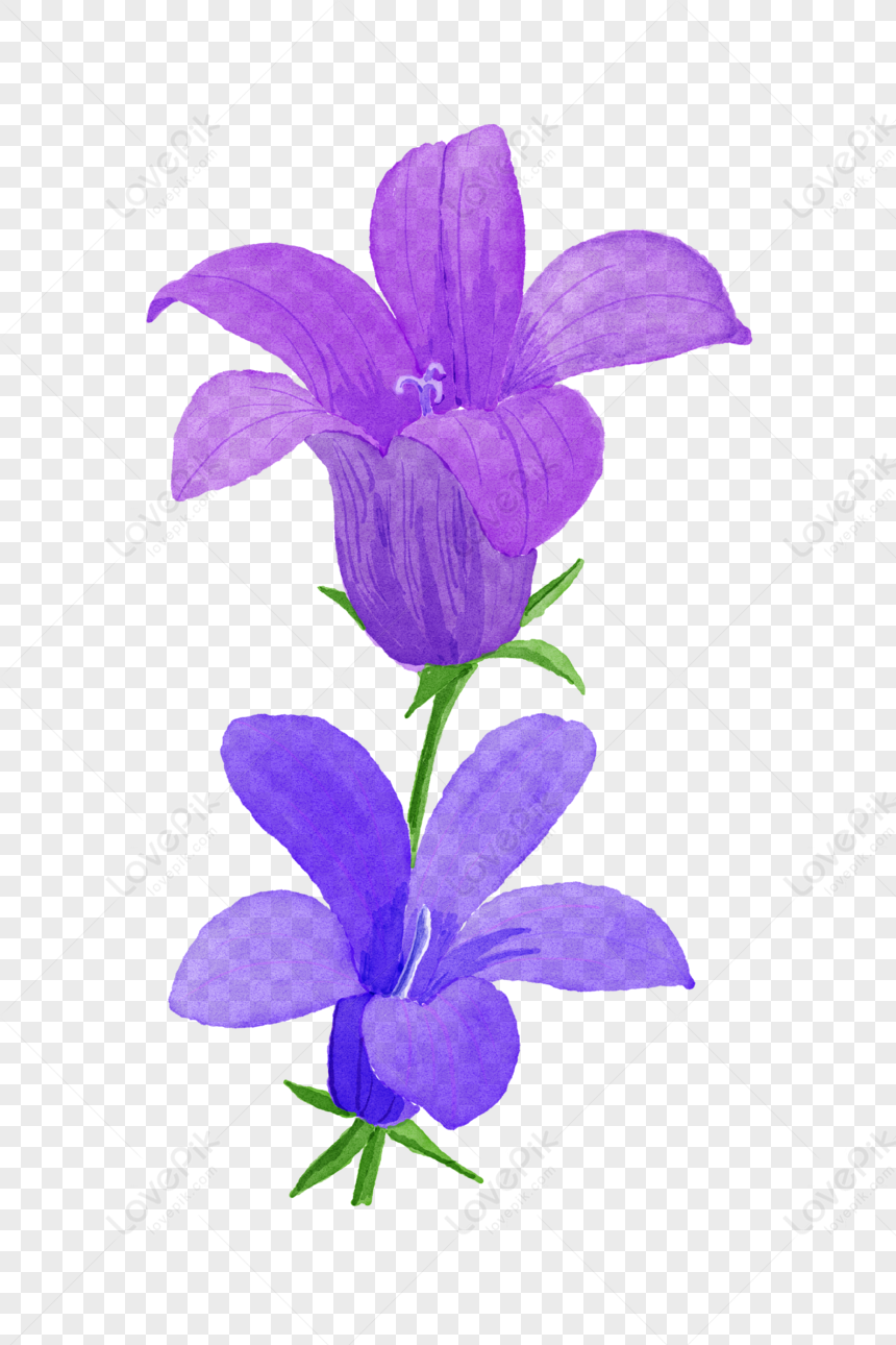 Purple Balloon Flower PNG Transparent Background And Clipart Image For ...