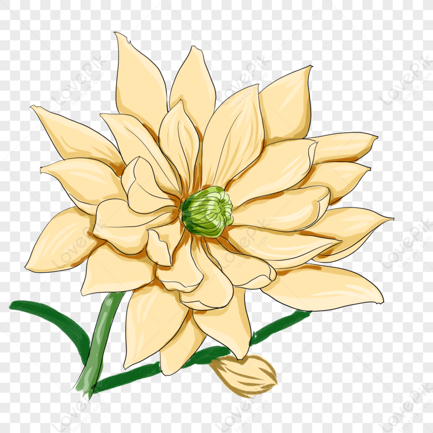 Sleeping Lotus, Flat Flower, Chinese Shading, Flower Shading PNG Image ...
