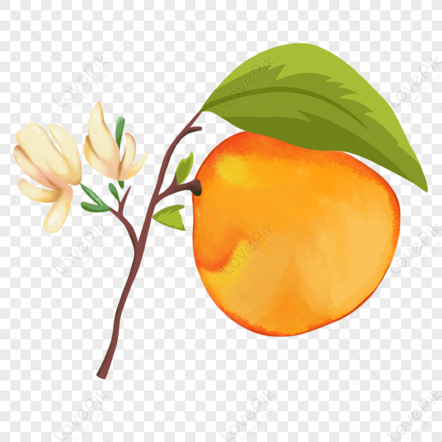 Damasco De Frutas PNG Imagens Gratuitas Para Download - Lovepik