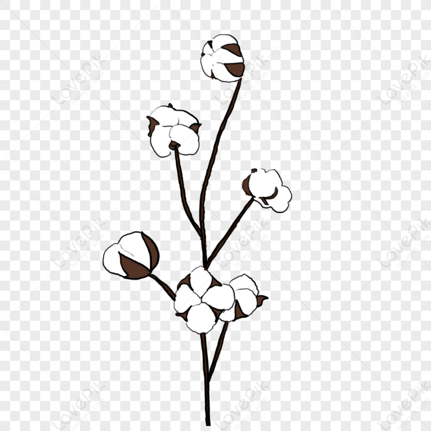 Cotton plant Gossypium plus weevil Anthonomus grandis - Lizzie Harper
