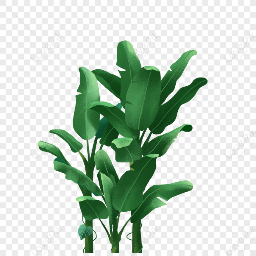 árboles de plátano png