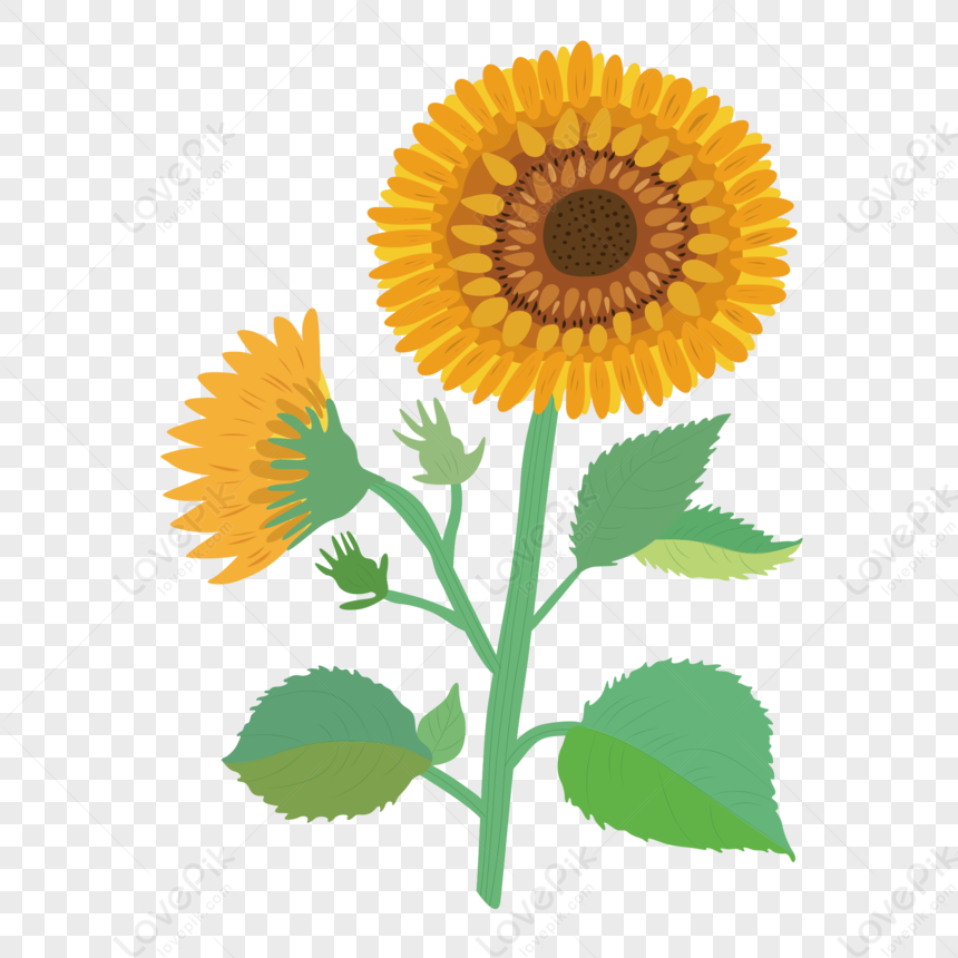 Elemento Floral De Dibujos Animados Vector Minimalista Girasol PNG Imágenes  Gratis - Lovepik