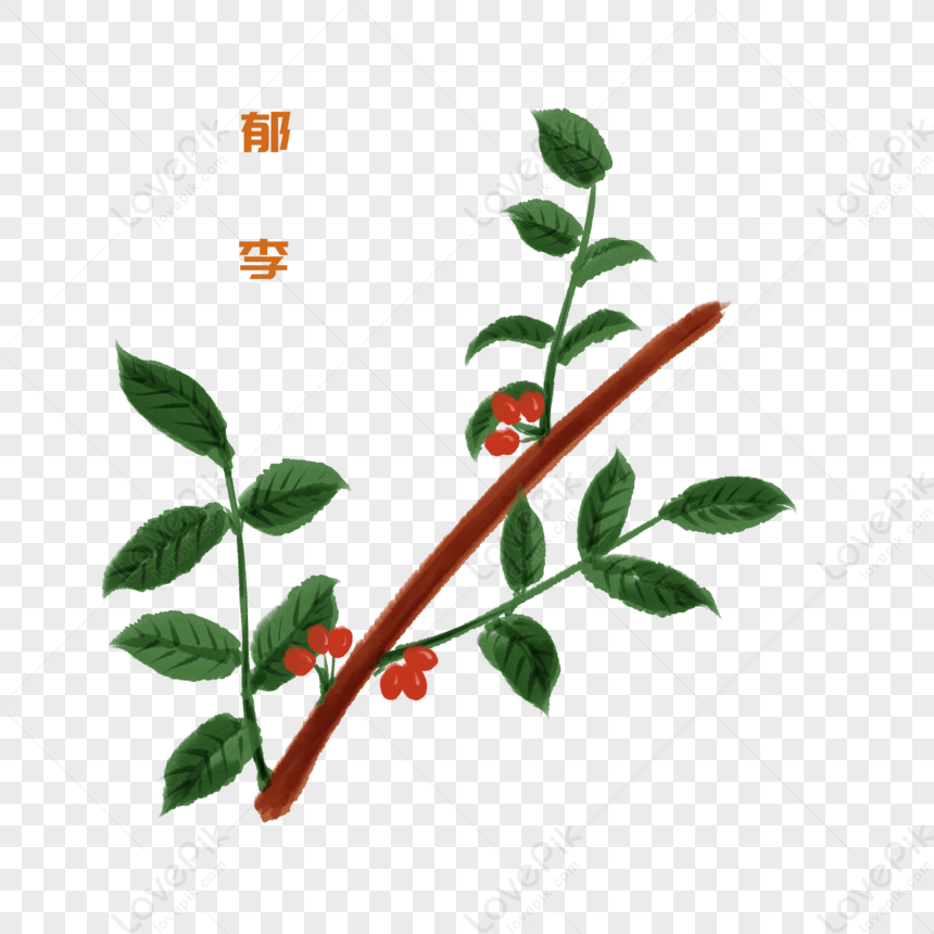 sage plant clipart for kids