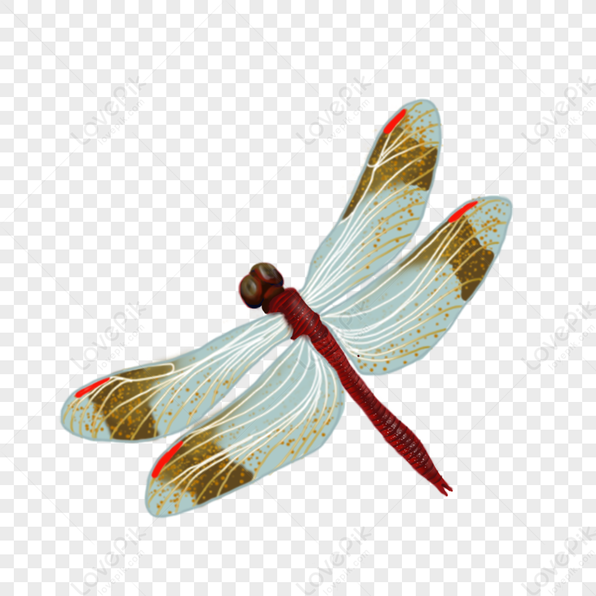 Dragonfly PNG Picture And Clipart Image For Free Download - Lovepik ...