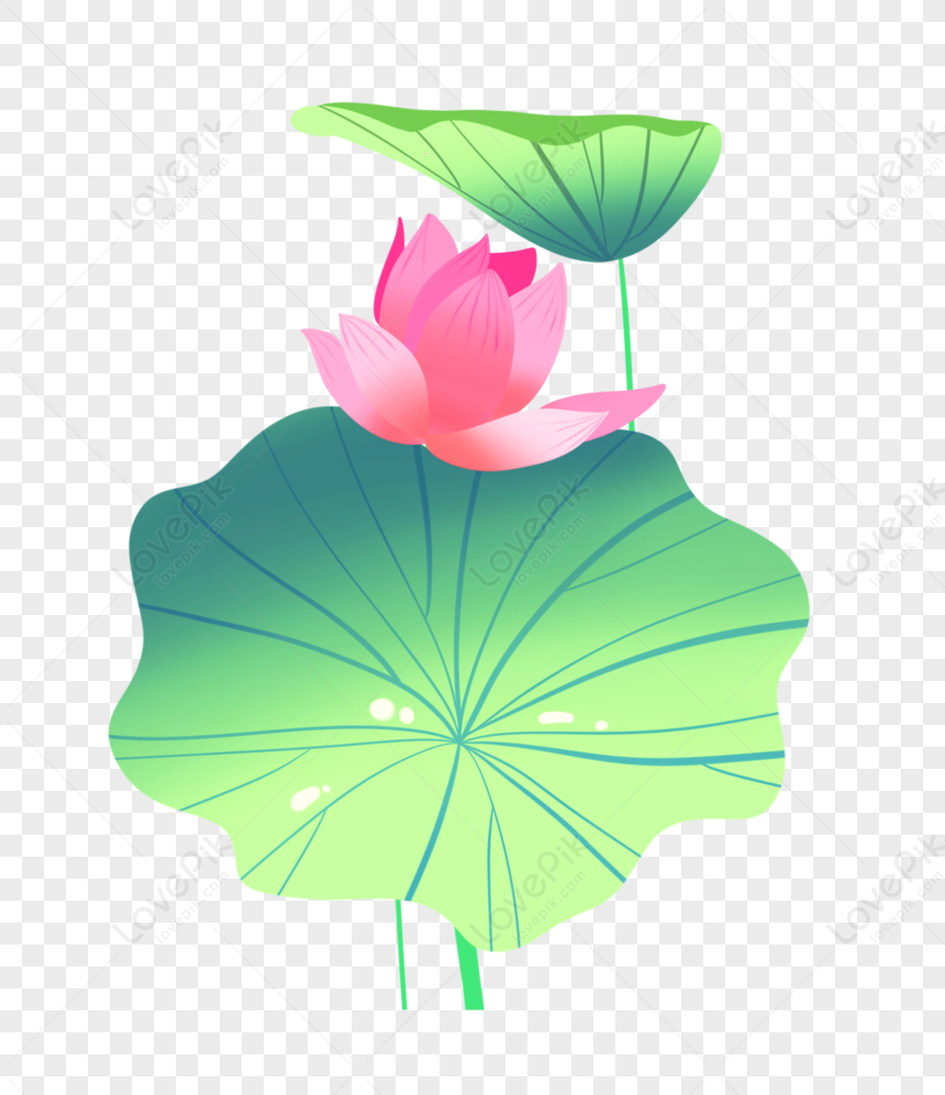 Green Lotus Leaf And Lotus Flower In Full Bloom PNG Image Free Download ...