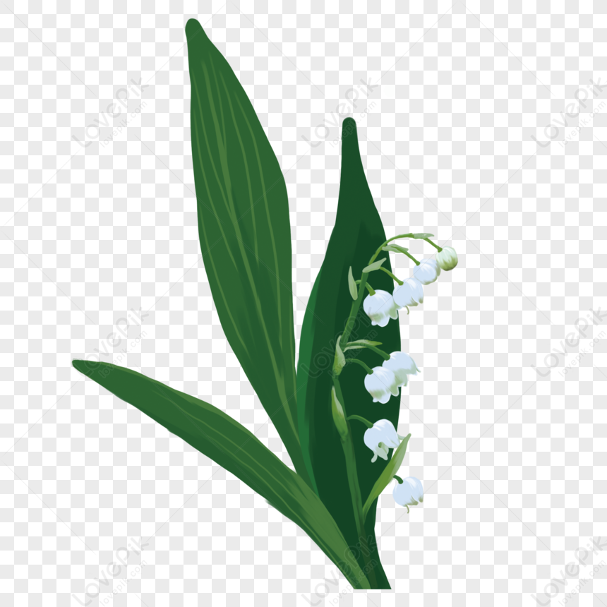 Lily of the valley манхва