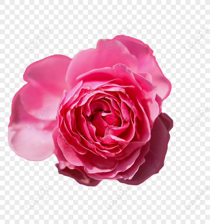 Màu hồng tươi sáng của hoa hồng chắc chắn sẽ làm bạn say đắm trong tình yêu và cảm thấy quyến rũ. Hãy ngắm nhìn bức ảnh và cảm nhận được sự tinh khiết, tươi mới và tinh tế của loài hoa đẹp này.
