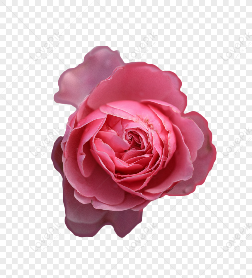 Flores De Rosa PNG Imágenes Gratis - Lovepik
