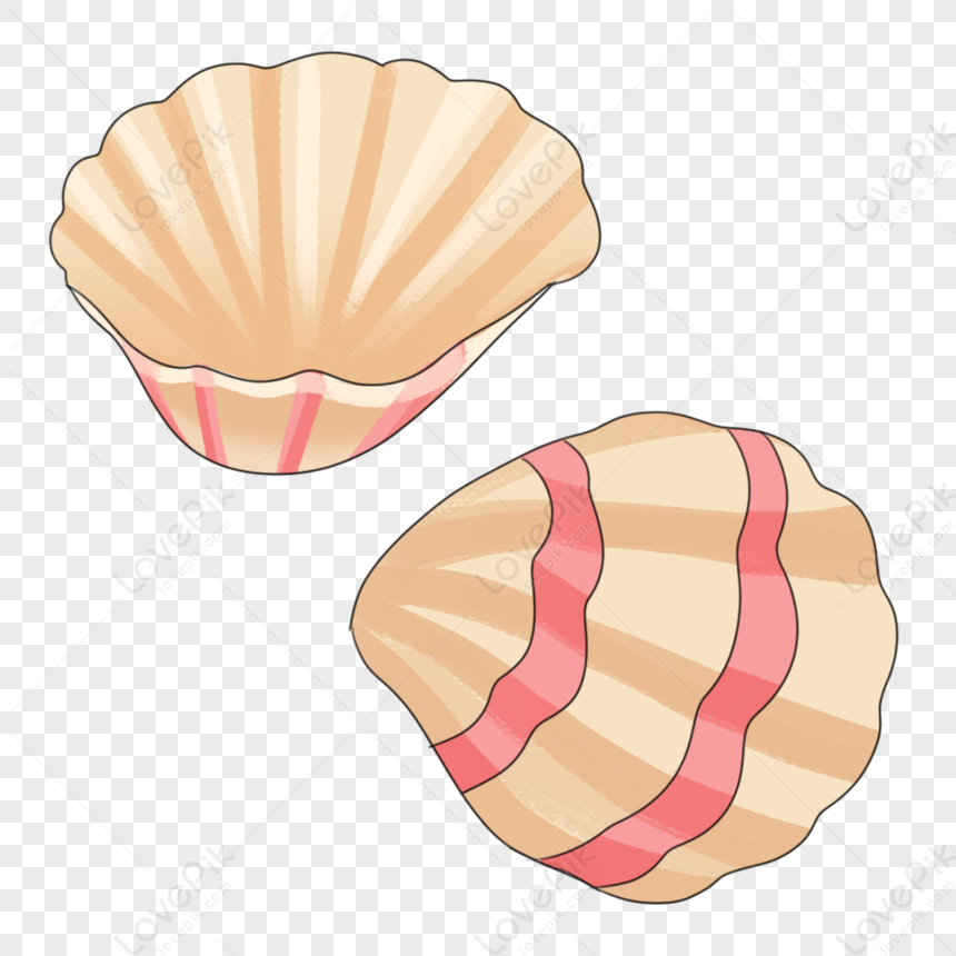 Shell, Light Red, Pink Red, Pink Shells PNG Transparent Image And ...