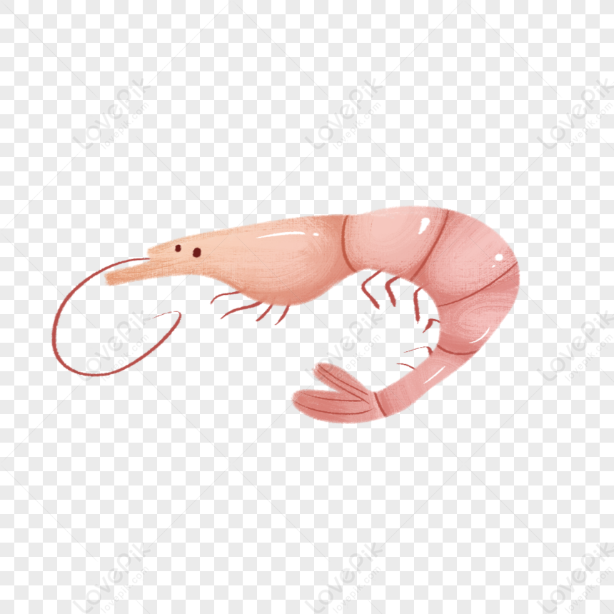 Shrimp Free PNG And Clipart Image For Free Download - Lovepik | 401385069