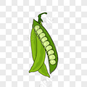 Soybean Cartoon PNG Images With Transparent Background | Free Download ...