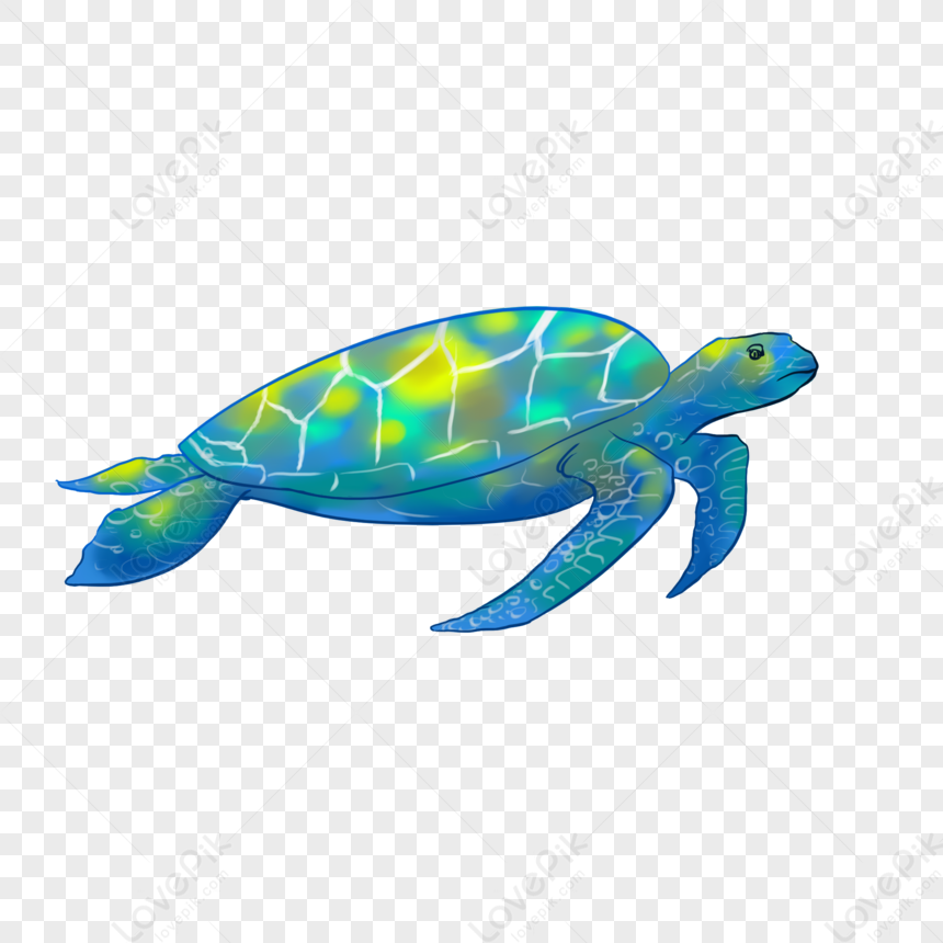 Turtle, Green Turtle, Sea Turtle, Blue Turtle Png Image Free Download 