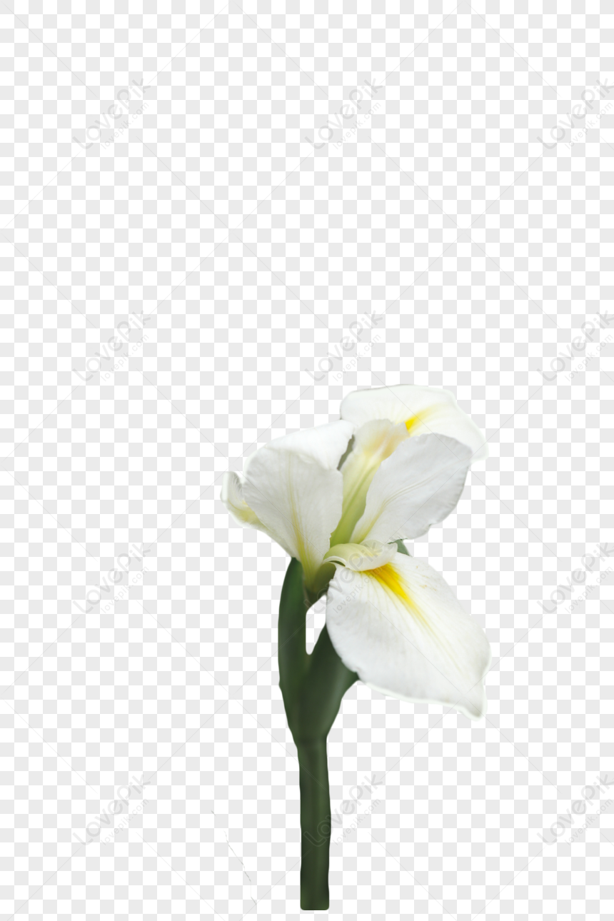 White Flower PNG Images With Transparent Background | Free Download On  Lovepik