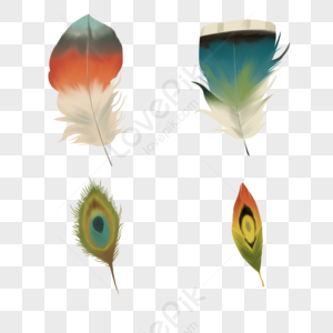 Peacock Feathers PNG Images With Transparent Background | Free Download On  Lovepik