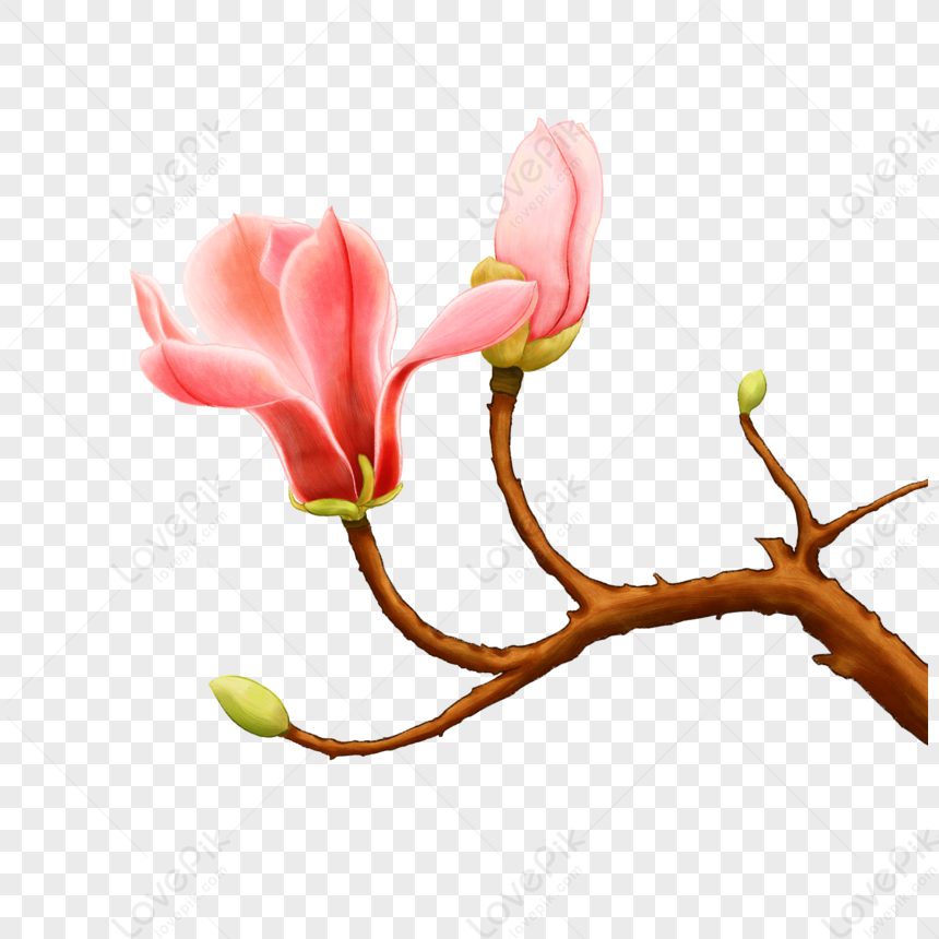 Flor De Magnolia PNG Imágenes Gratis - Lovepik