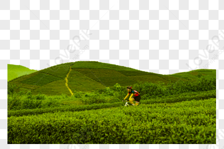 Tea Garden PNG Images With Transparent Background | Free Download On Lovepik