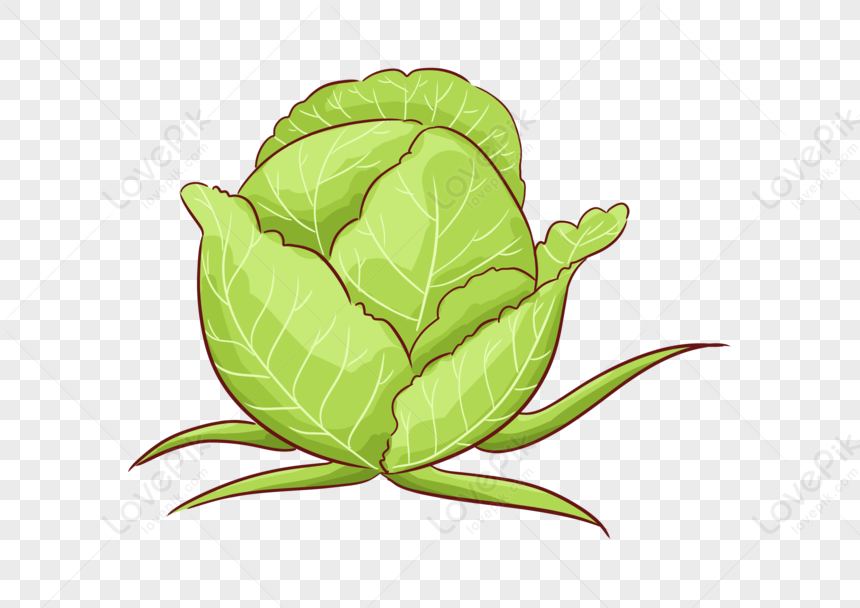 Cabbage PNG Hd Transparent Image And Clipart Image For Free Download ...