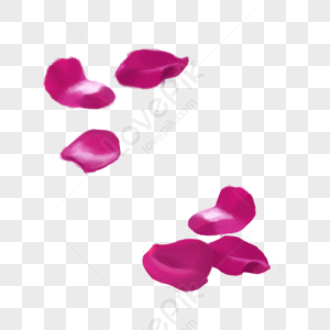 Real rose petal of different size on transparent background 22417839 PNG
