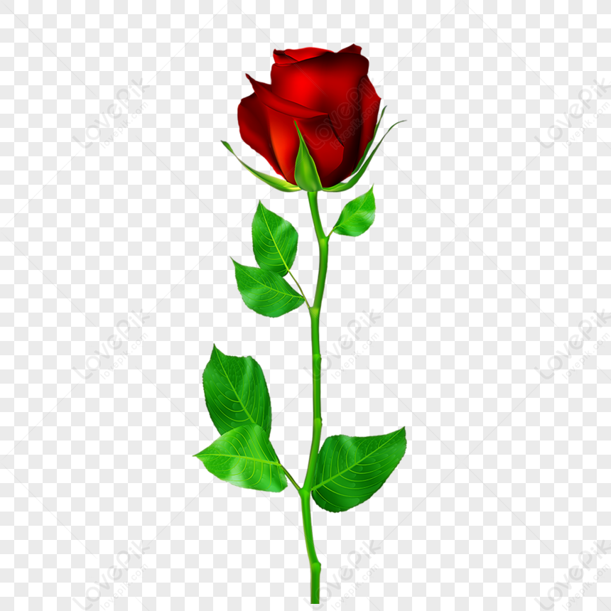 Hoa hồng là biểu tượng của tình yêu và lãng mạn. Thưởng thức những hình ảnh tuyệt đẹp về hoa hồng để cảm nhận sự thanh lịch và đẳng cấp của loại hoa này. Hãy để mình choáng ngợp với sắc đỏ tươi tắn và hương thơm quyến rũ của hoa hồng.