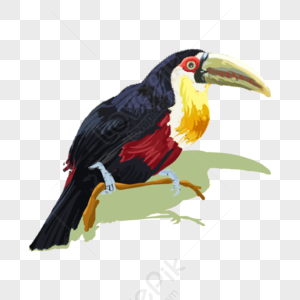 toucan png